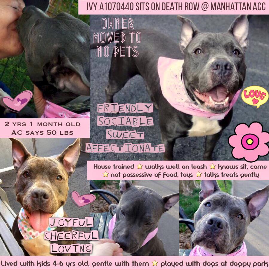 LewisandGregory's tweet photo. @TheRealToriNYC @HaveAHeartNY @NYCDoggies @NYCDog @NewYorkDogNanny @BulliesNCompany @Broken_Paws_Int @shellieRNCEN https://t.co/qWpIgNTwPY