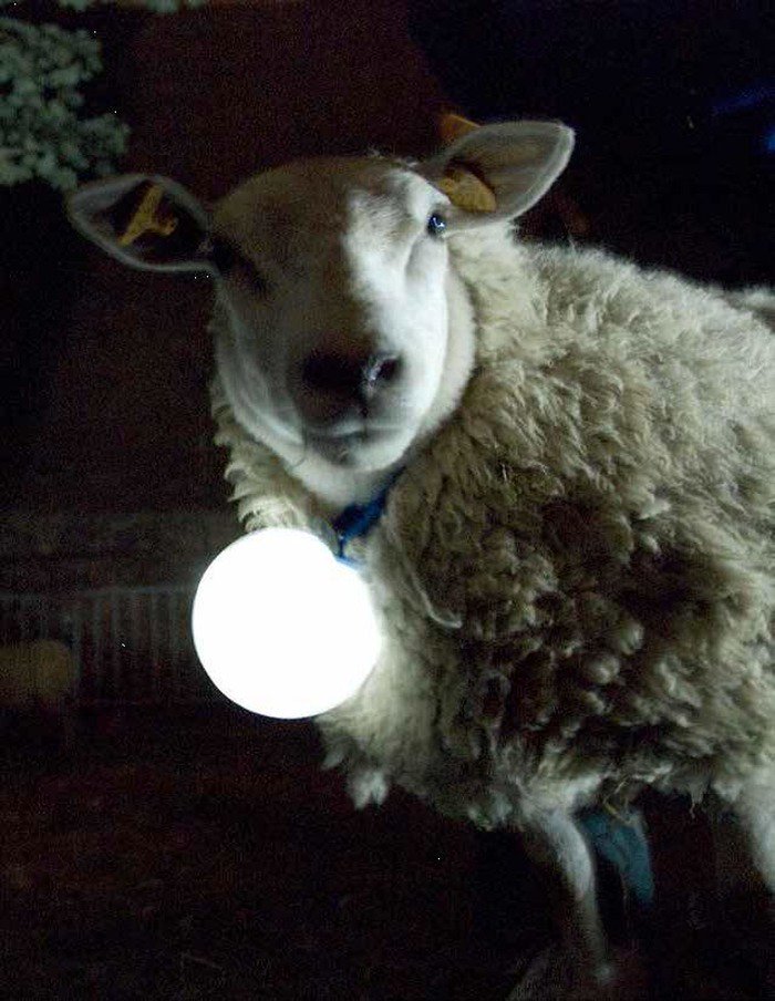 NuitdesMusees's tweet photo. Pour une #NDM16 insolite, direction le musée des Beaux-Arts de #Caen. Des moutons s'illumineront à la nuit tombée ! https://t.co/1acHaJliMh