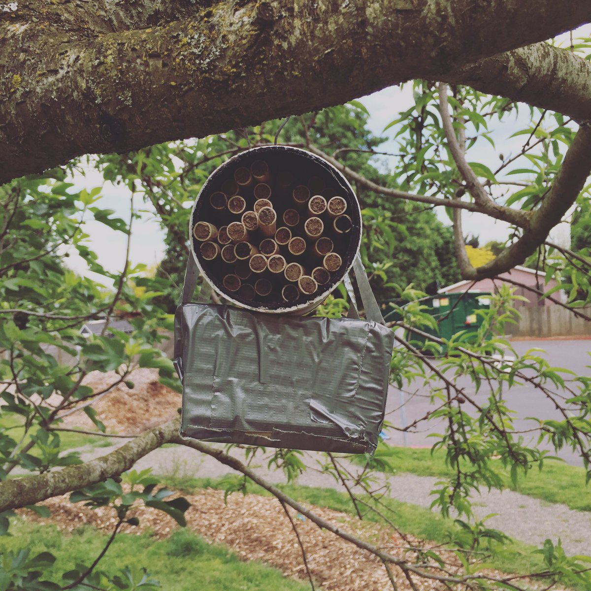 VillageGardens1's tweet photo. Check out our mason bees at the Fruits of Diversity orchard.  #portlandfruittreeproject  #masonbees https://t.co/YevJrGtUlg