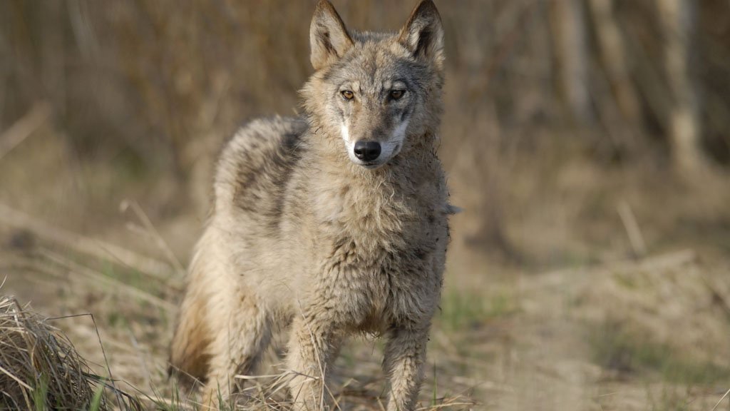 Wolf gespot in Ibbenbüren over de grens bij Enschede tubantia.nl/regio/enschede…