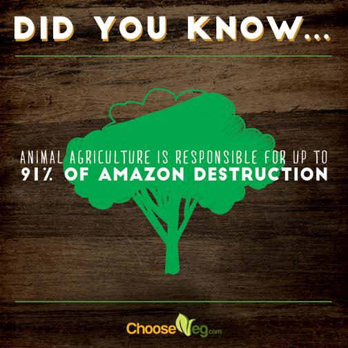 Animal agriculture is responsible for up to 91 per cent of Amazon destruction. #GoVegan for Planet Earth