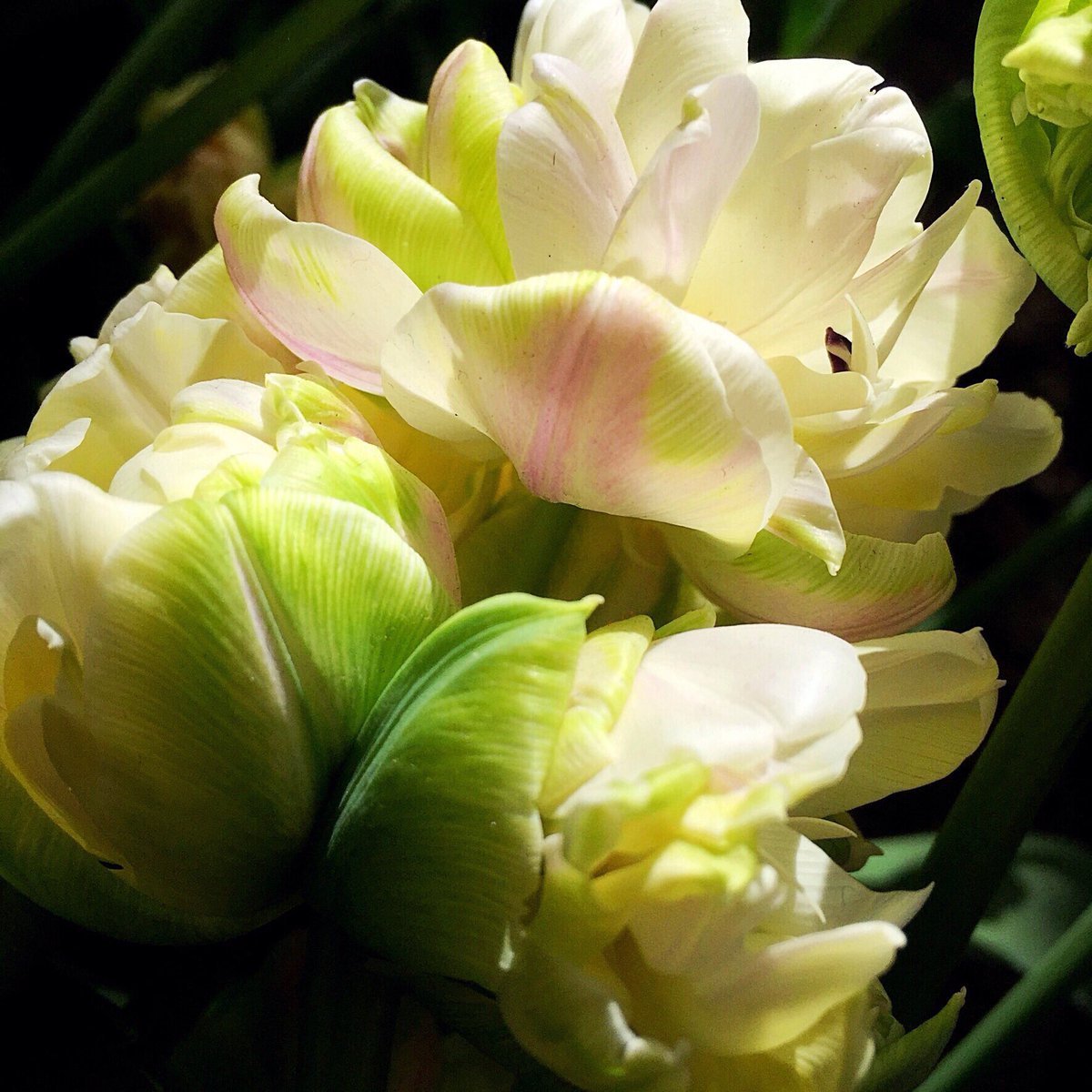 Parrot tulip #tulip #flower #keukenhof