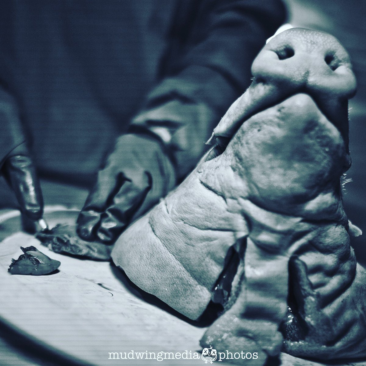 leonchicago's tweet photo. Photos by me. #mudwing @MudWingMedia https://t.co/rKmcy2wJkm