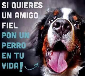 MARIACARMEN1607's tweet photo. Pon un perro en tu vida! https://t.co/cXaZKvdFWc