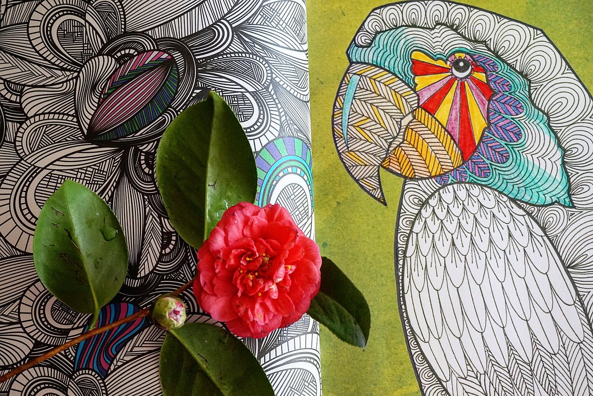 SandraMiau1876's tweet image. A colorear!!💥💥✏#goodnightworld #arteterapia #libroparacolorear #bird #blogguer