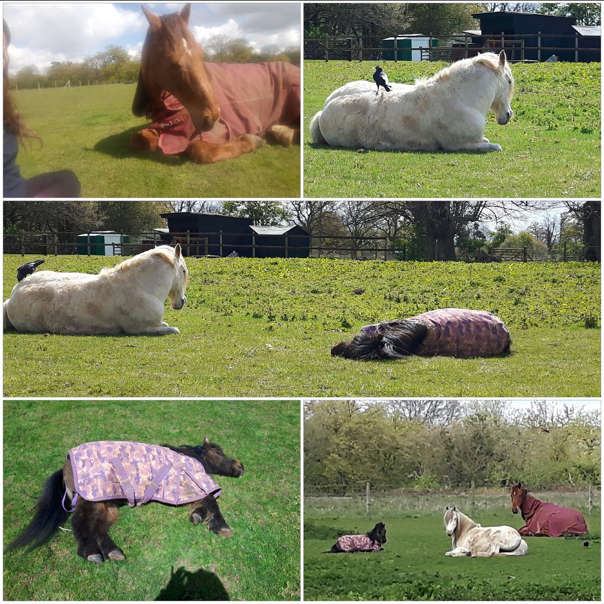thera_hooves's tweet photo. Me and the boys chilling out this morning!! Bluey getting a cheeky groom from some birdies #love #horses #relax xxxx https://t.co/7XmFZZSeVp