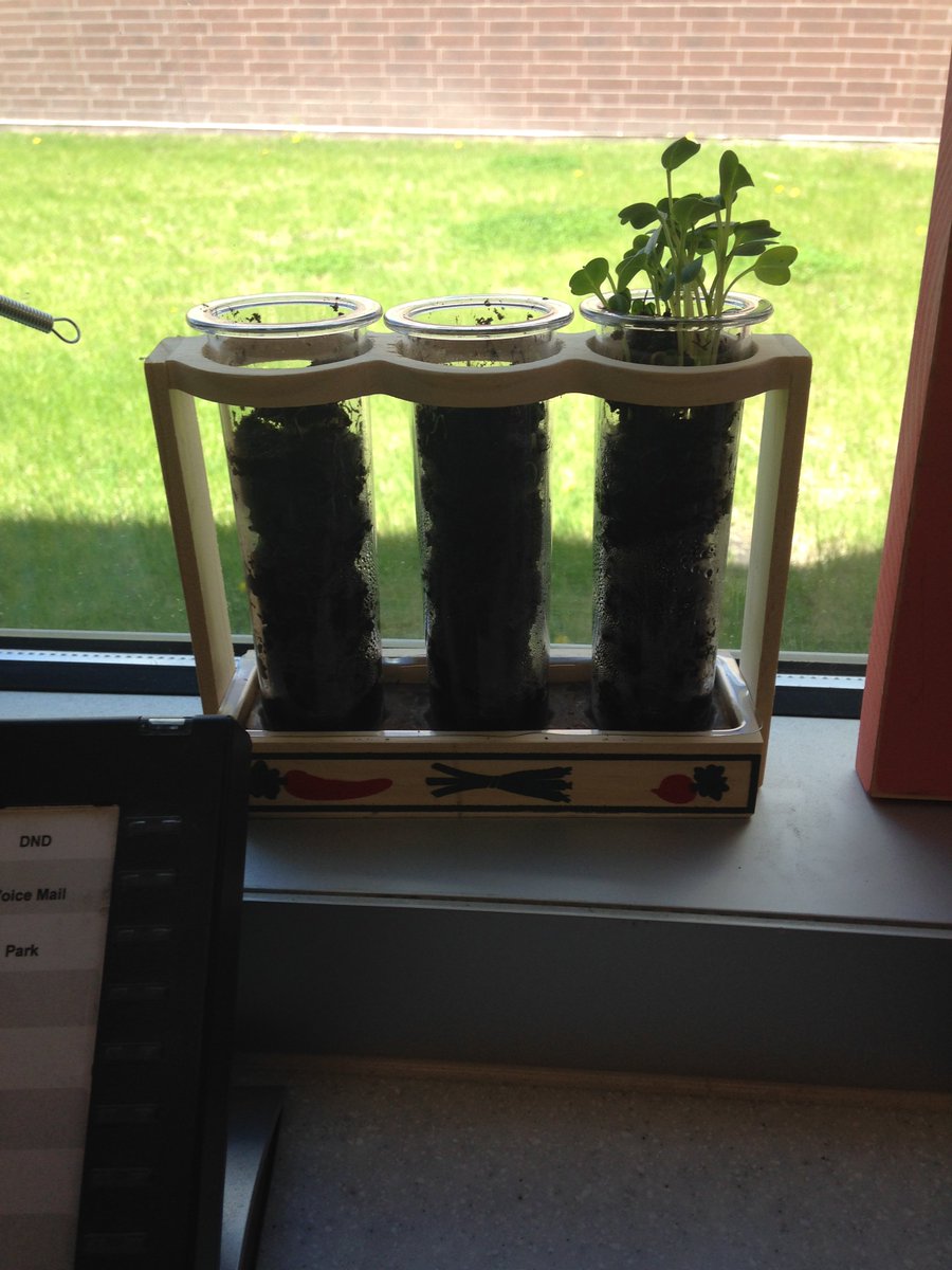 TeacherSnaps's tweet photo. Roots Day 2: Our roots are growing! Look at the radish! #morrisjays #science #scichat #rootviewer https://t.co/QxkTjToNNx