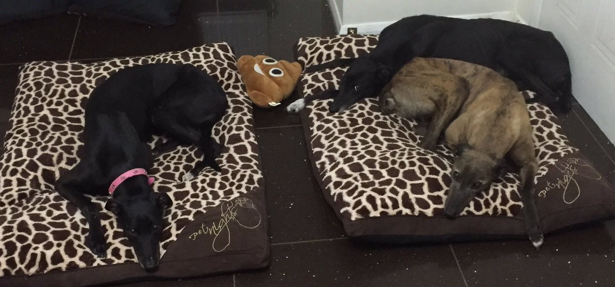 DanielaForshaw's tweet photo. #RescueGreyhounds #ForeverHome #PamperedPets #DanielasDogs #Essex #PackLove #WatchingMeWatchingThem #RetirementGoals https://t.co/VTkc5RMsZF