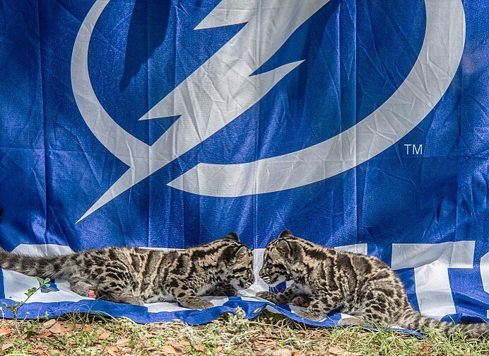 ZooTampa's tweet photo. The #TwoCute clouded leopards are ready for Round 2!😸 Let's go, @TBLightning⚡️ #GoBolts #TBLvsNYI https://t.co/sig5WZSBBw