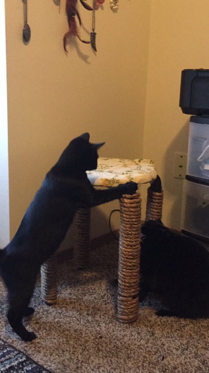 AnnaEnsminger's tweet image. Actually so obsessed with my diy cat scratching post #diybug