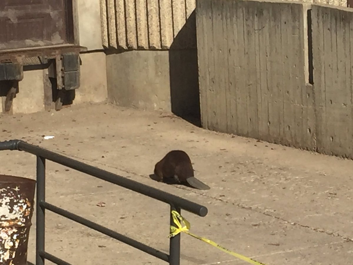 Tarapeet6's tweet image. @PACarlton When life gives you a beaver... Turn it into an environmental science 20 lesson!! #saderscience