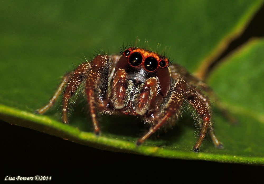 FroghavenFarm's tweet photo. Shout out to spiders! #SpidersRule #SpidersEatBugs #NaturesPestControl #DiversityMatters #8legs #arachnids #Life https://t.co/b49wRn300P