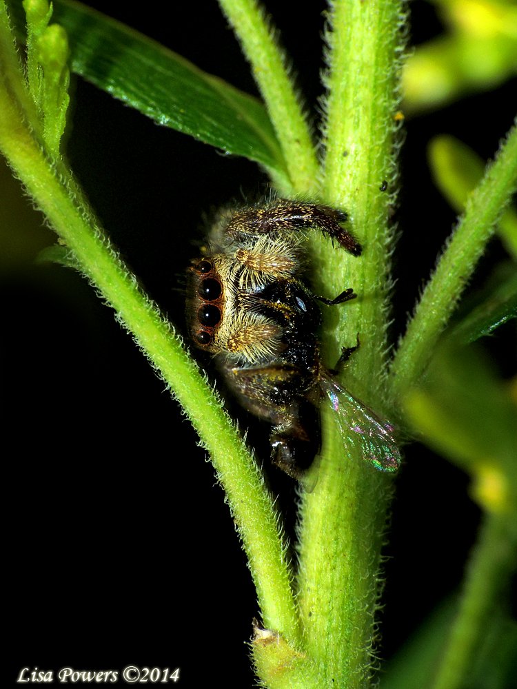 FroghavenFarm's tweet photo. Shout out to spiders! #SpidersRule #SpidersEatBugs #NaturesPestControl #DiversityMatters #8legs #arachnids #Life https://t.co/b49wRn300P