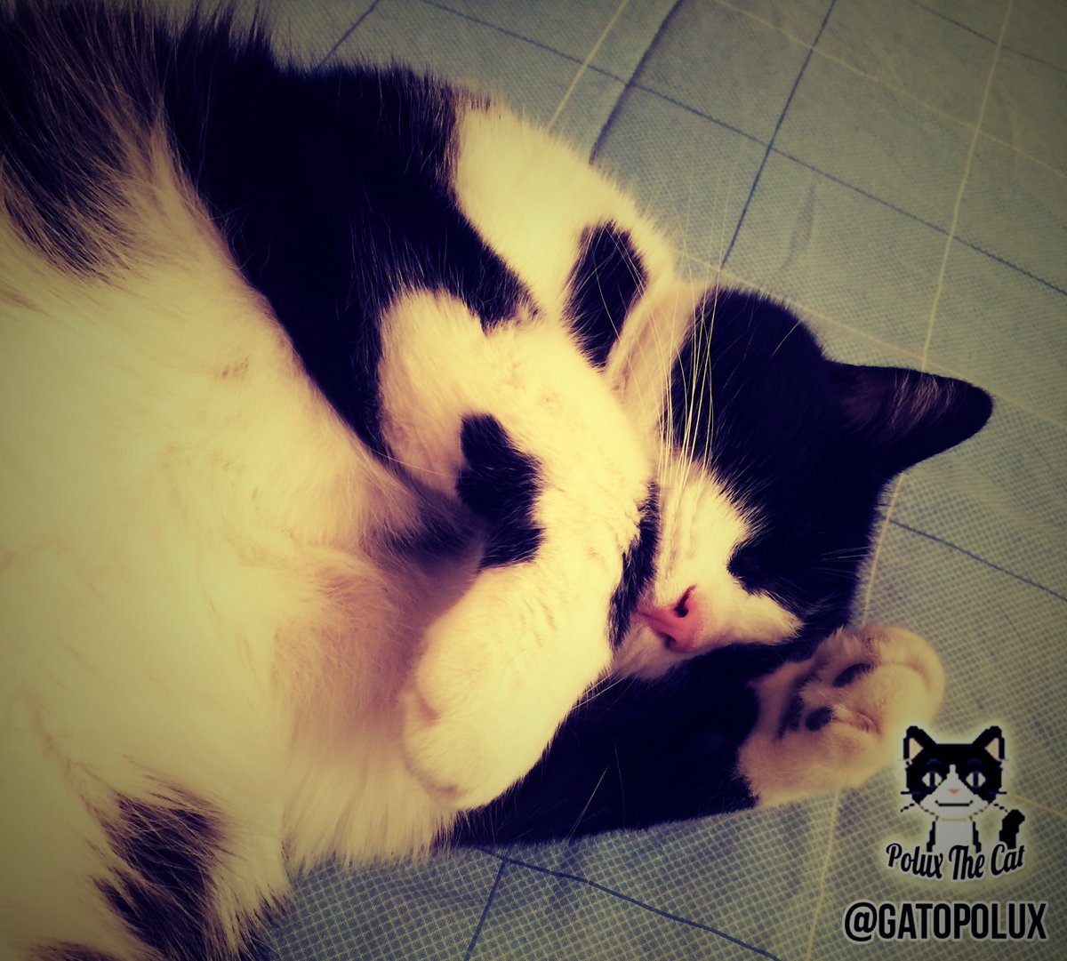 GatoPolux's tweet photo. Al parecer hoy alguien no se quiere levantar.
Ella es #ChelseaCat! =^..^= https://t.co/gKLXKa1vnj