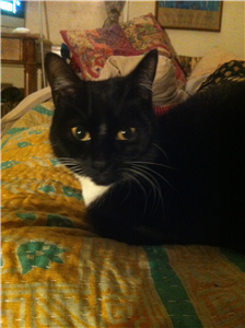 CatsProBristol's tweet image. We have 7 cats in our care at the moment - take a look at them here ow.ly/4n03wt