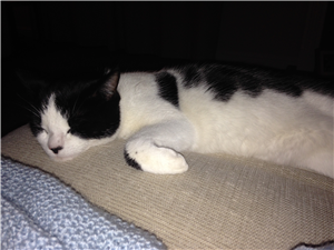 CatsProBristol's tweet image. We have 7 cats in our care at the moment - take a look at them here ow.ly/4n03wt
