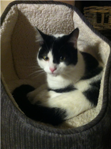 CatsProBristol's tweet image. We have 7 cats in our care at the moment - take a look at them here ow.ly/4n03wt