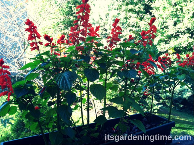 4 Tips to Keep Red #Salvia Blooming! #autumn #flowerpower itsgardeningtime.com/?p=4748 #gardenchat See video!