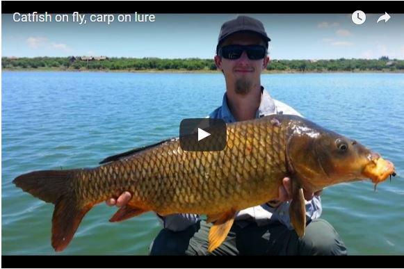 FlyFishingSimpl's tweet photo. Catfish on fly, carp on lure #fishing #flyfishing https://t.co/2gZ75nFtjI fishinghd https://t.co/PQmLux5pb7