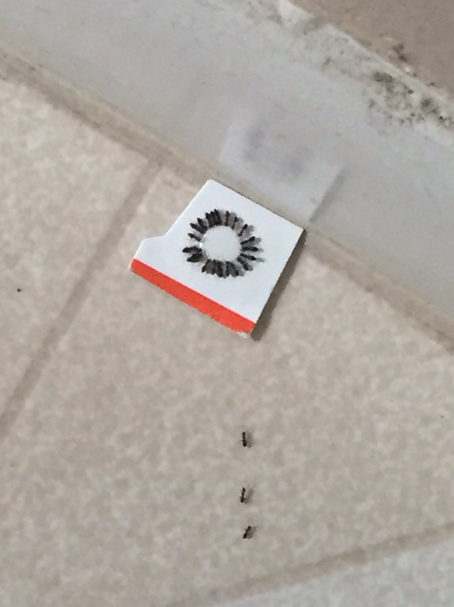 HowesIceCreamCo's tweet image. This aggression will not stand #antproblems #terro