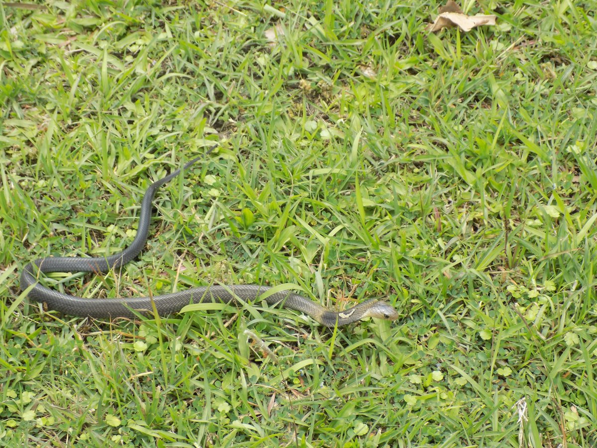 ApGolmei's tweet photo. Dangerous visitor today at Imphal Indian Army WC, India, @CWGC https://t.co/8HKL3zx6vu