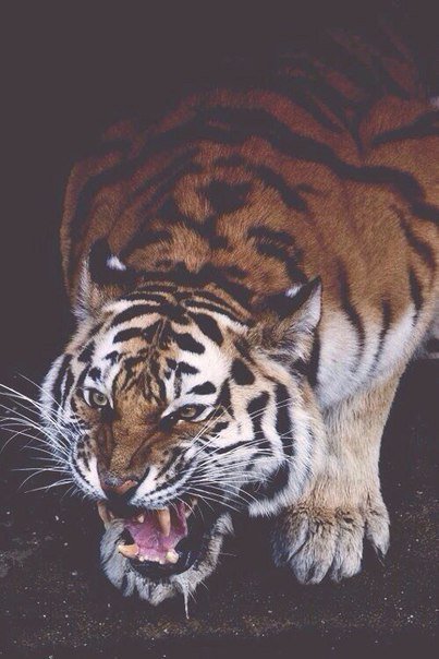 Кииисонька🐅❤