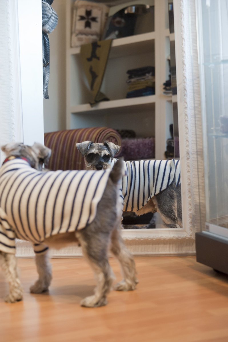 CollaredDog's tweet photo. Sweep has picked out his outfit for his visit to #HastingsPier on Saturday. Join us for a doggy flash mob at midday! https://t.co/ReOOL3a1pI