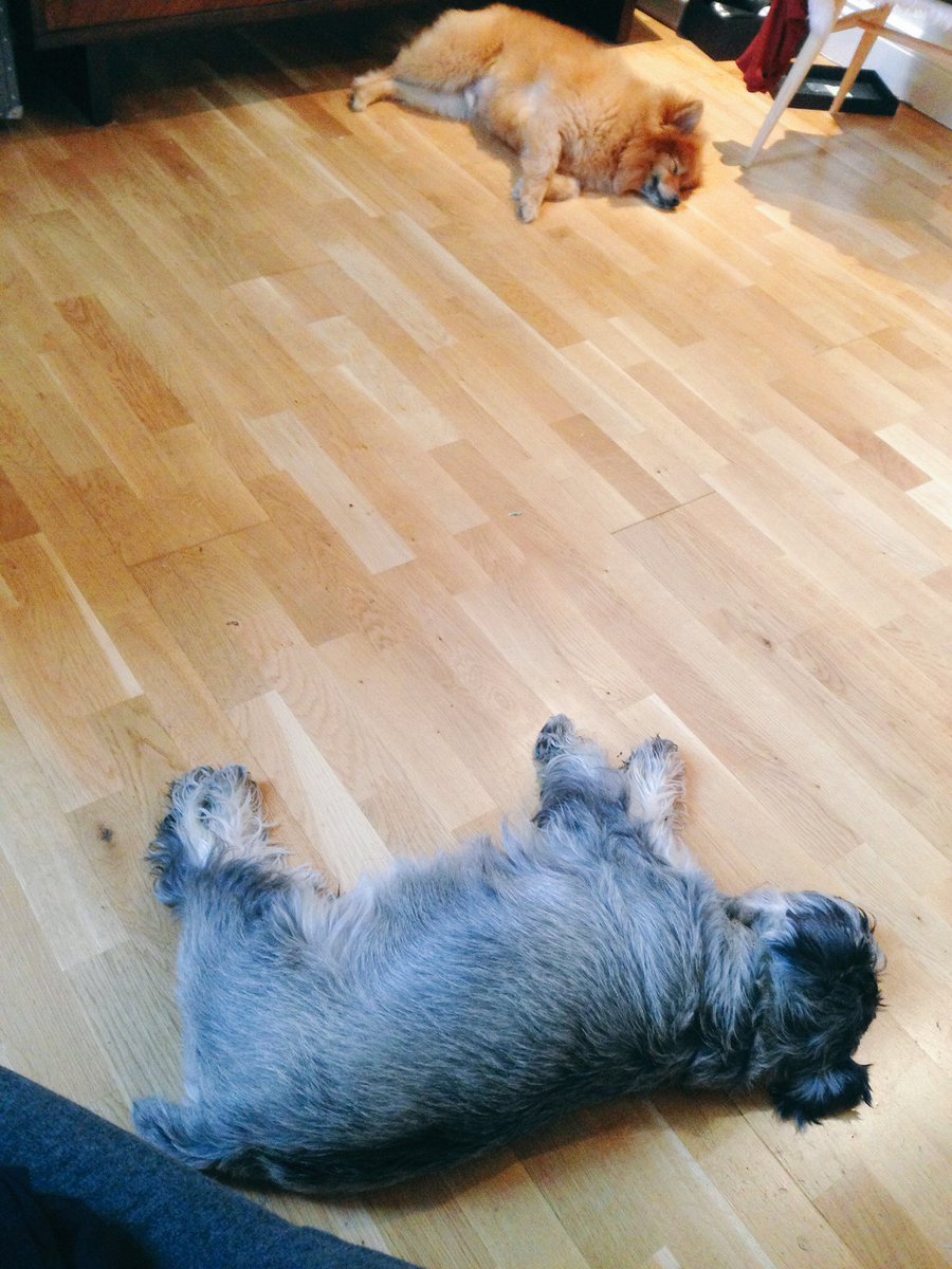 spitzschnauzer's tweet photo. These guys are having a #sleepoff https://t.co/GXZixPMF2n