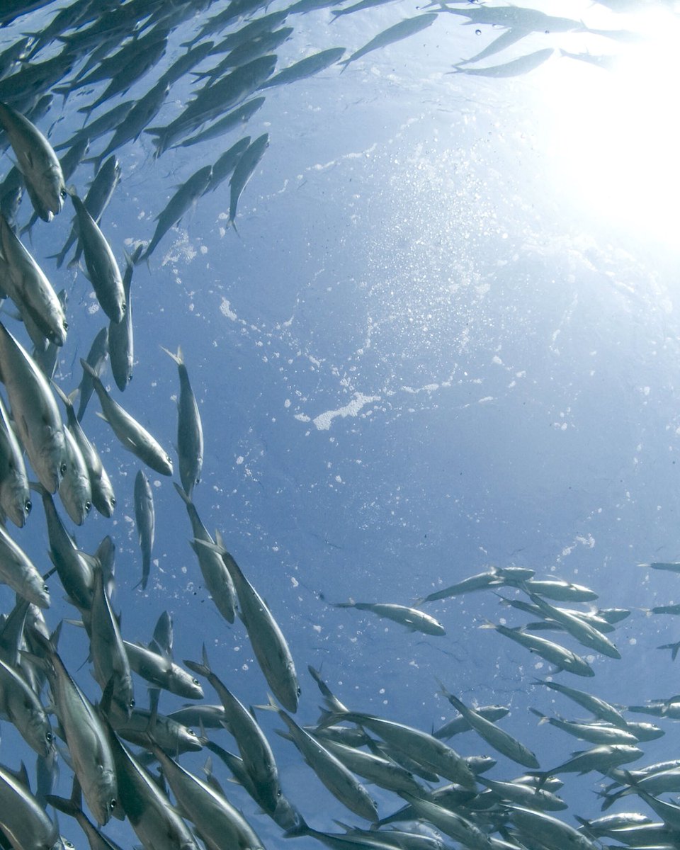 atlsapphire's tweet photo. This is what schooling @atlsapphire salmon look like. #sustainableseafood #seafoodwatch #seachoice #oceanwise https://t.co/SsdbF9YUFa
