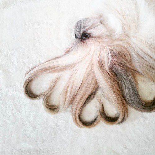 HairStyleReview tweet picture