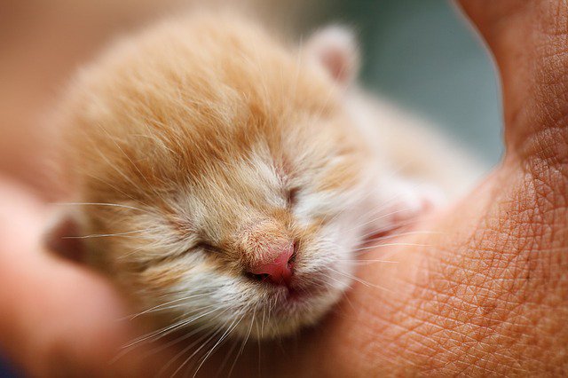 BellaCabinets's tweet photo. Adorable #Kitten | Bella Cabinet Supply

Sometimes a post doesn't ... 
https://t.co/URRwl99EeI https://t.co/7OXo1Q3kxL