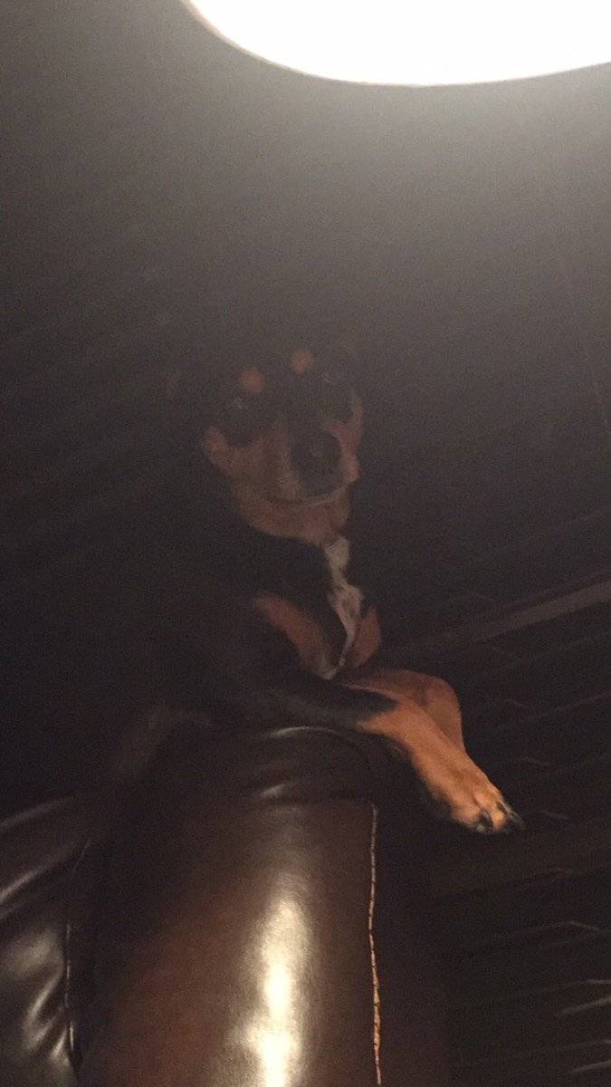 itsgrace323's tweet photo. @RevivalAH #RevivalPets https://t.co/iIqybO4TOc