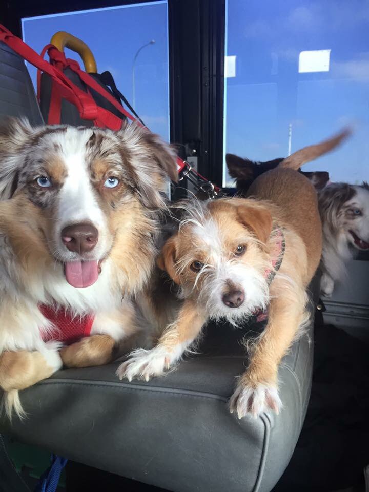 CrateEscape1's tweet photo. So excited to get to the park😊 #Airdrie #doggiebus #dogsoftwitter https://t.co/NToqHIAAzm