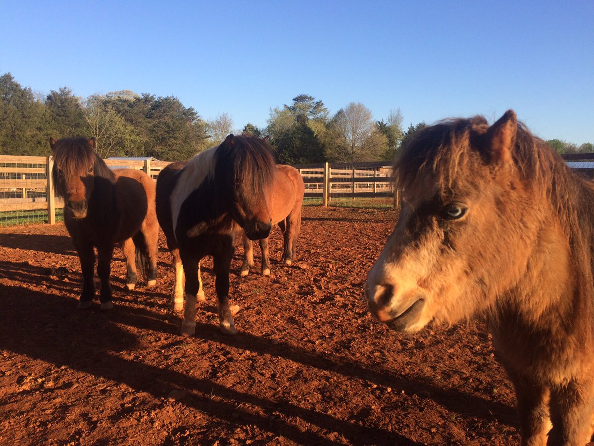 RescueRanchNC's tweet photo. We β€οΈ our #MiniatureHorses! #RRAmbassadors #RescueRanch https://t.co/jtyHVT1U8F