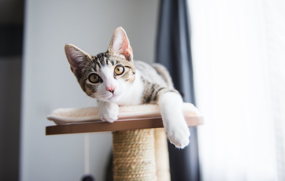PetMD's tweet photo. #AskpetMD | "What Vitamins and Minerals Does a Cat Need?" https://t.co/SN94mPiIzN https://t.co/brSD2G4R6L