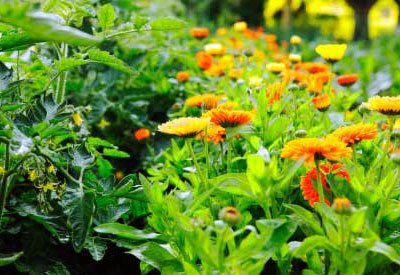 esweedcontrol's tweet image. RT @planet_natural "Companion Planting: Many plants grow better near some companions.  https://t.co/zdONoK8e1f" ow.ly/4n9zVa