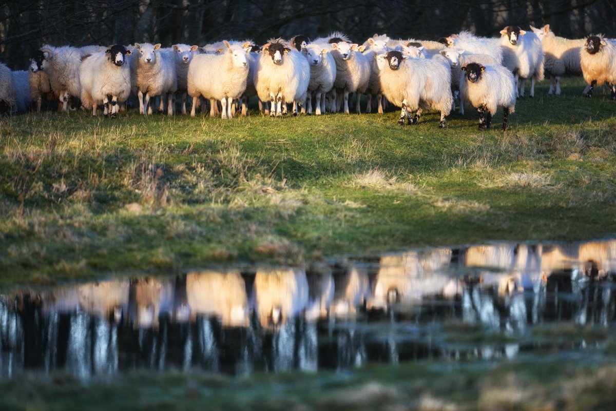 Sheep reflection #bigsheepdayout