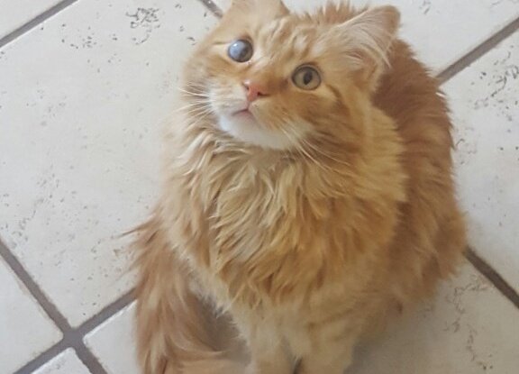 VIPetsLLC's tweet photo. Welcome Uli to the #vipets family! This #cat is just too #adorable! https://t.co/ENfeMdNCxw