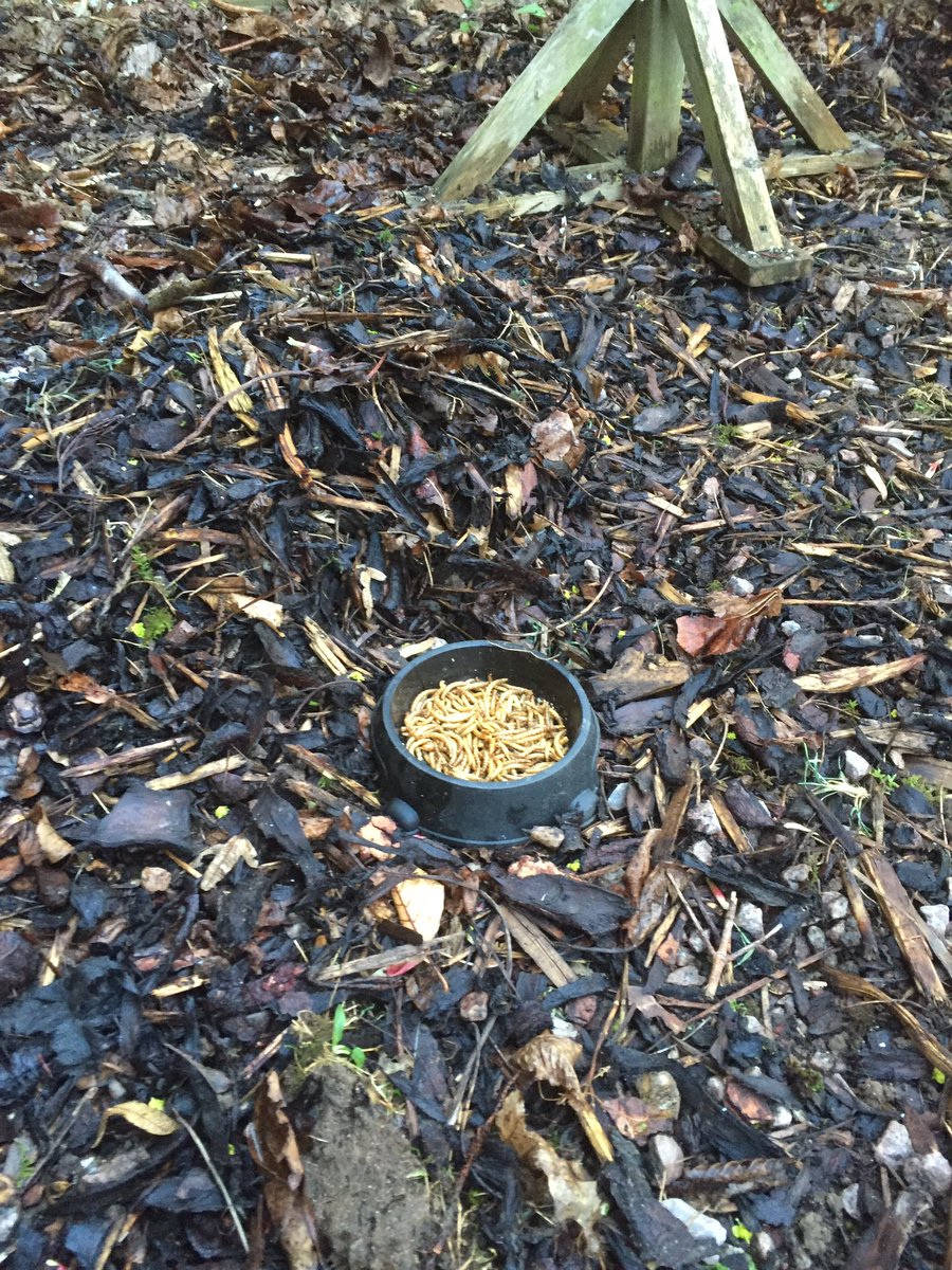 NatureCranwell's tweet photo. Mealworms out lets see if there are any hedgehogs about in the garden tonight. @hedgehogsociety https://t.co/eRjPiaE2YS