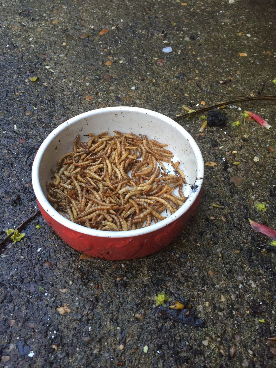 NatureCranwell's tweet photo. Mealworms out lets see if there are any hedgehogs about in the garden tonight. @hedgehogsociety https://t.co/eRjPiaE2YS