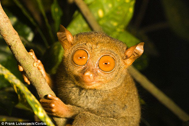 Greenpeace's tweet photo. Stunning! Island living has shaped some of the world’s most beautiful and bizarre #animals. https://t.co/02JXPETT1O https://t.co/DungGTJ8cX