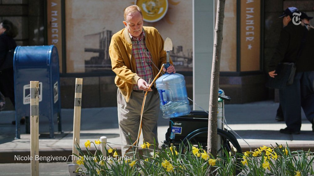 NYTMetro's tweet photo. A gardener plants free daffodils on Eighth Avenue as part of a New Yorkers for Parks program https://t.co/Kd5VbWusqM https://t.co/Zl2nsN3Fv2