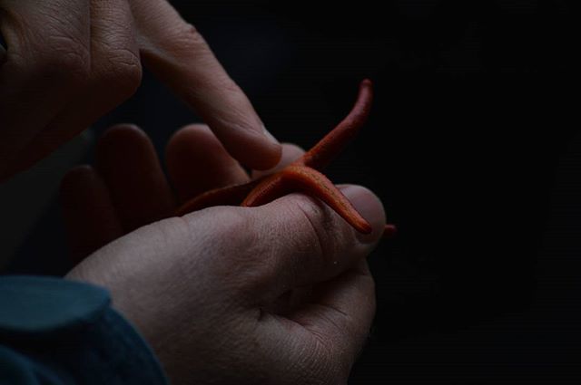 starfishstuff's tweet photo. Not sure why but I love this photo #bloodstar #starfish #nw #pnw #wa #northwest #pacificno… https://t.co/IlR2Q6stMl https://t.co/p6MTmnj6bU
