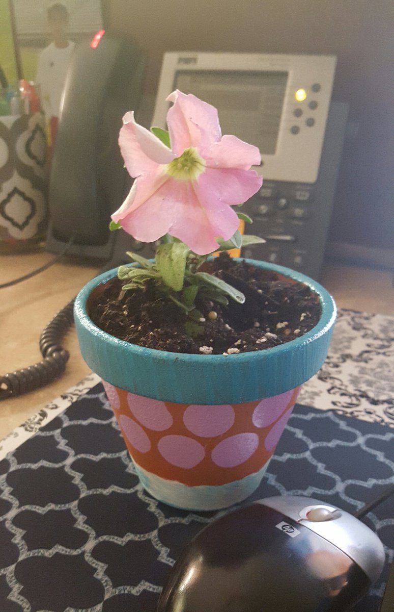 MainThs's tweet photo. The office just got a little brighter with flowers from Ms. Krysa and Mrs. Habbyshaw's students. Thank you! https://t.co/1Ac2RIy5II