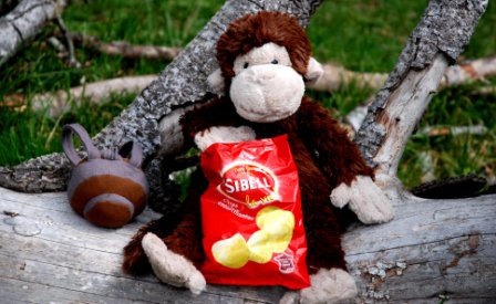 TheRealBrianSmi's tweet photo. You can't be mischievous with potato crisps, surely?A quiet moment in the Pyrenees. #innocentmonkey @MalcolmAMonkey https://t.co/iibAizrltP