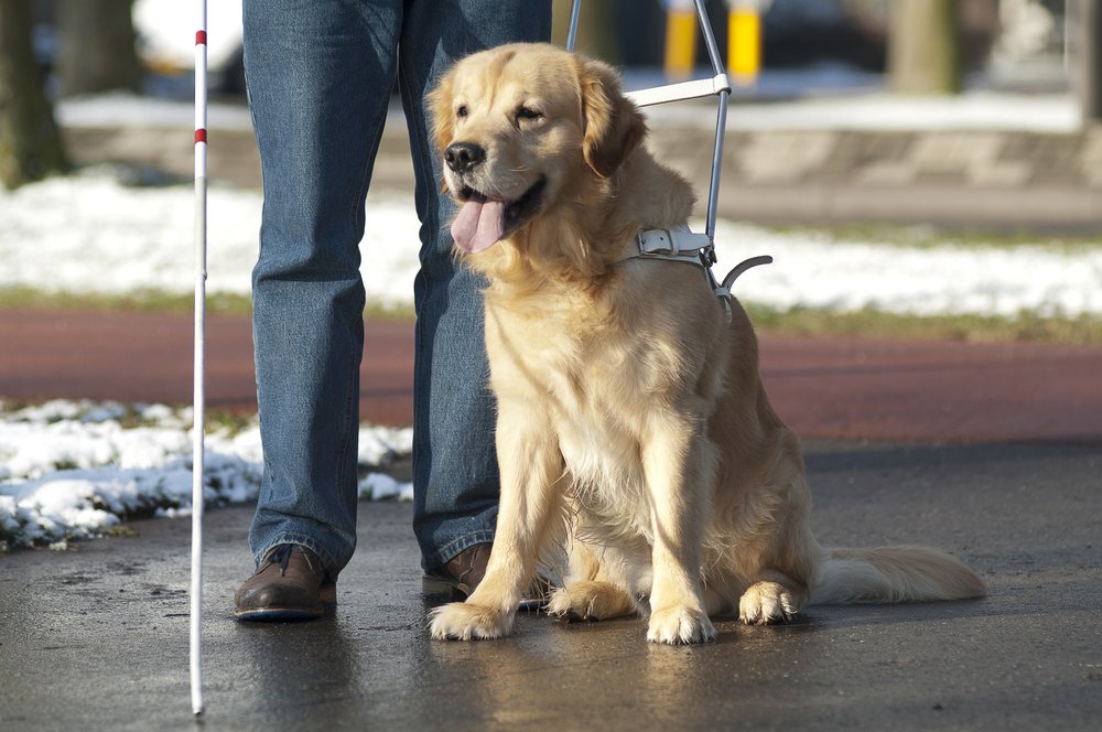Canada's tweet photo. Over 12,000 people benefit from the love and help of a guide dog in Canada. Happy #InternationalGuideDogsDay ! https://t.co/Kfztb8Agui