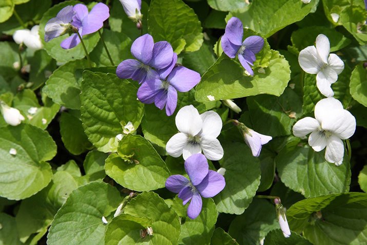 CWF_FCF's tweet photo. These pretty #flowers are packed with nutrients. They make a fun addition to summer meals! https://t.co/GHk34ZQp6g https://t.co/bdapgOwKQT
