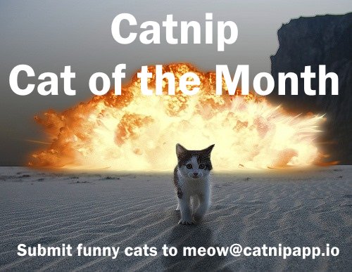 catnipapp1's tweet image. Have a funny #cat? Submit to our #contest!. Winners are posted in our Daily #Meow and Catnip App for a month! #funny