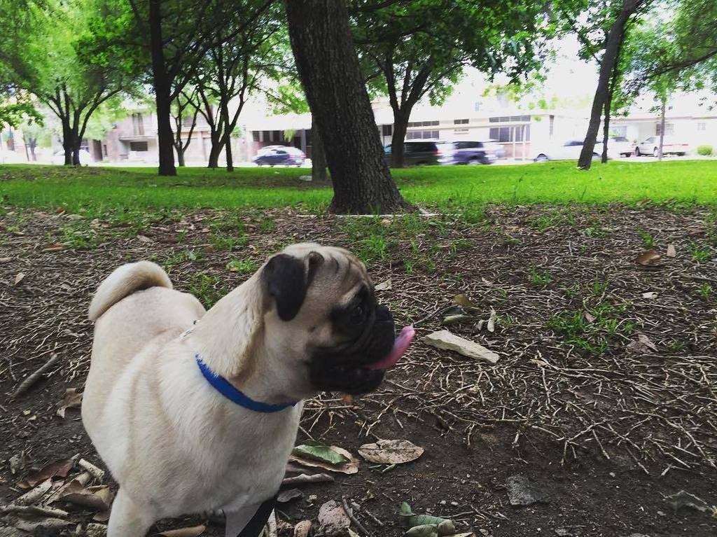 Puglee_Pug's tweet photo. A donde gΓΌerita?? ππΌ#echandomeuntaquitodeojo #ustedeshacenlomismo #nosehagan #imapug #pugsproud #puglife #pugworld β¦ https://t.co/ds5RhYZ0qy