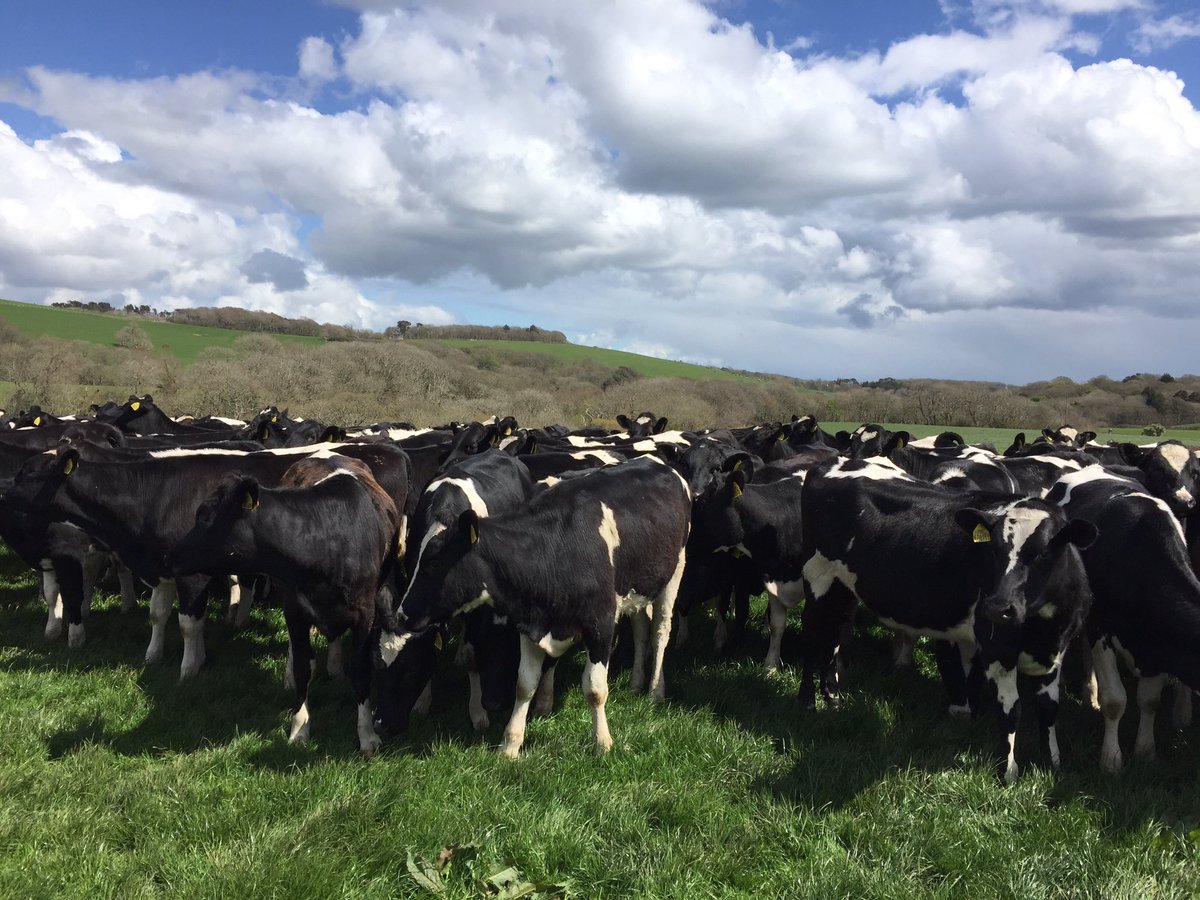 goonie_uk's tweet image. A lovely even bunch of bulling heifers. Youngstock get #XP in the concentrate 👍 #RumenHealth